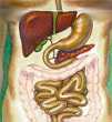 Digestive - Intestinal System - Anatomy & Physiology