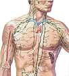 Immune - Lymphatic System - Anatomy & Physiology